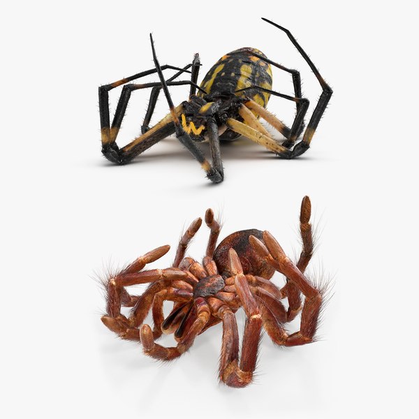 dead spiders 3D model