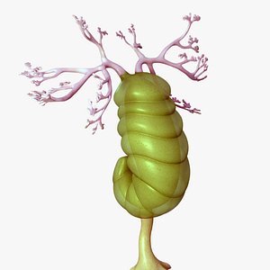 herpetogaster collinsi model