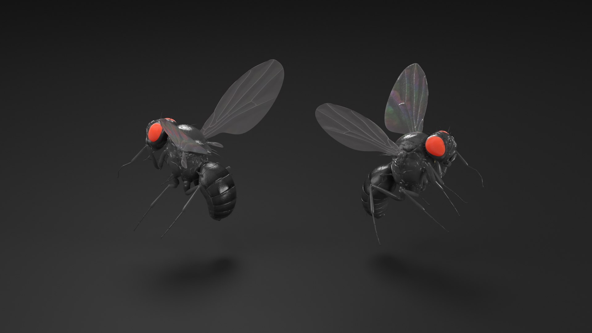 3D Fruit Fly Black In Flight model https://p.turbosquid.com/ts-thumb/t3/zFBRop/5t/fruit_fly_black_in_flight_006/jpg/1739790986/1920x1080/fit_q87/5271d527e8f1c3c5e374410c91ae3cc72d6cb379/fruit_fly_black_in_flight_006.jpg