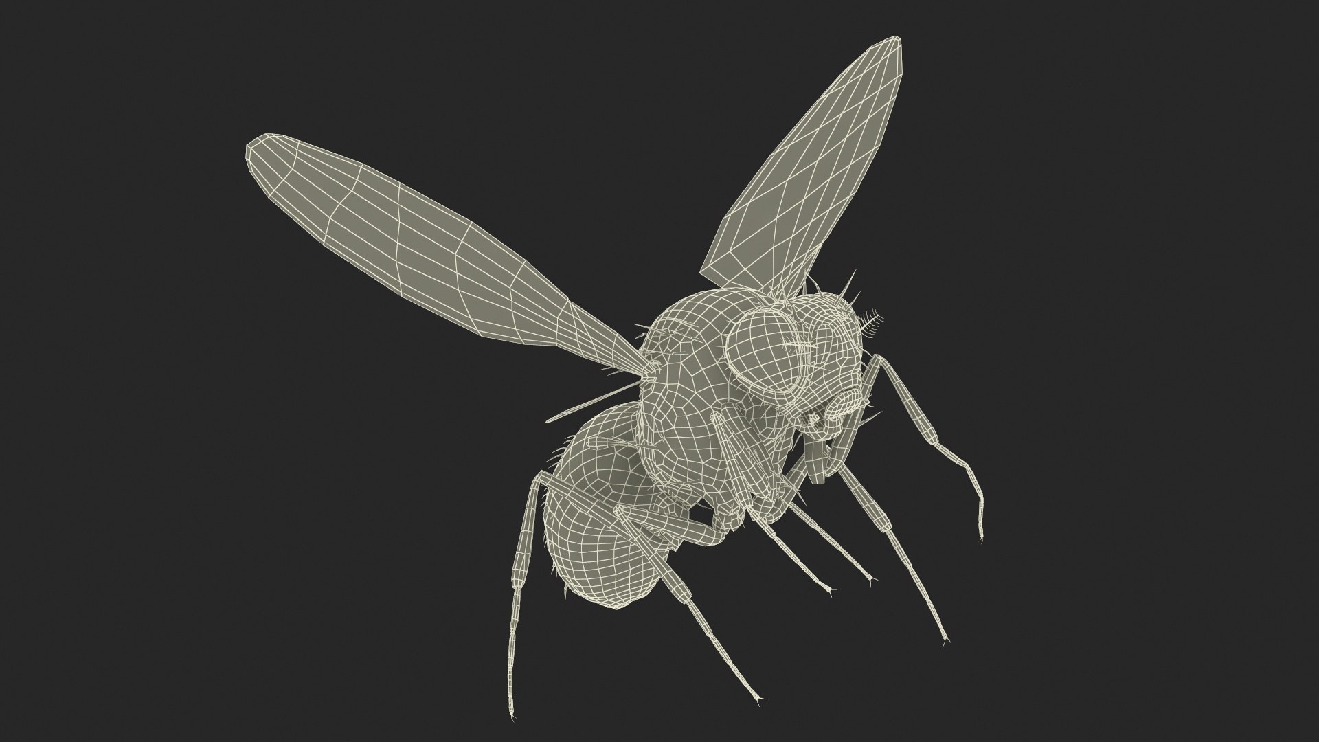 3D Fruit Fly Black In Flight model https://p.turbosquid.com/ts-thumb/t3/zFBRop/am/fruit_fly_black_in_flight_017/jpg/1739791029/1920x1080/fit_q87/9f9cfebb7d088c2f61717fcde14984dfd192ba9e/fruit_fly_black_in_flight_017.jpg