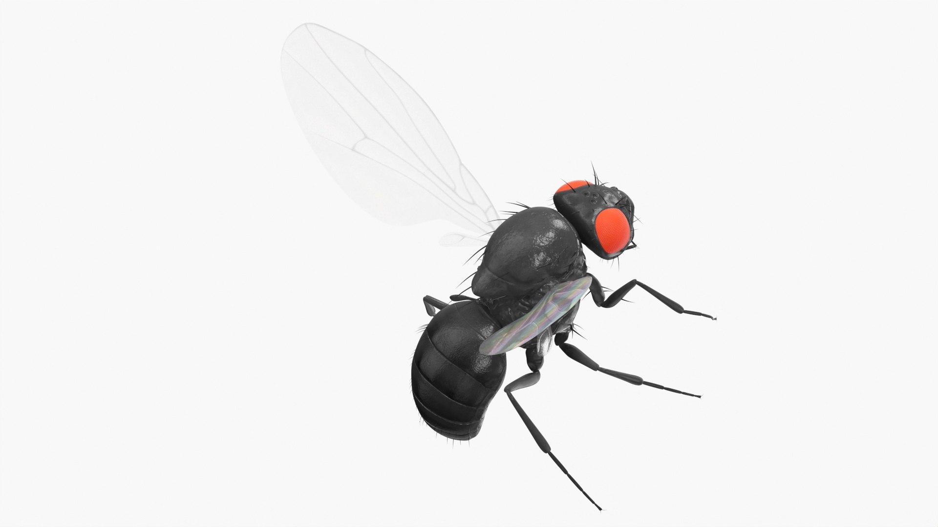 3D Fruit Fly Black In Flight model https://p.turbosquid.com/ts-thumb/t3/zFBRop/tY/fruit_fly_black_in_flight_009/jpg/1739790997/1920x1080/fit_q87/0d3e21eda03c43bf3a27b8290fd794169476f064/fruit_fly_black_in_flight_009.jpg