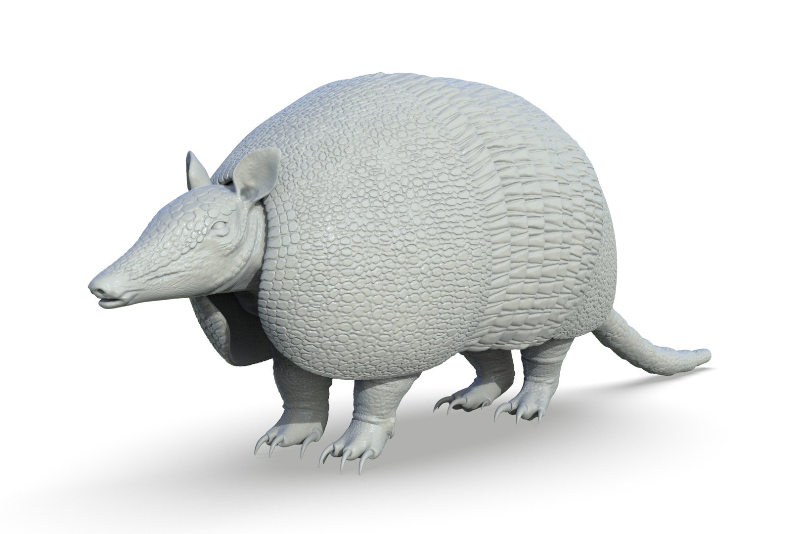 Armadillo 3D - TurboSquid 2205215