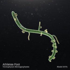 microbes micro organisms model