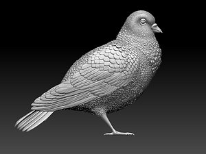 pigeon