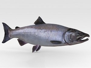 Fish Salmon 3D model