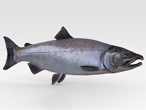 Fish Salmon