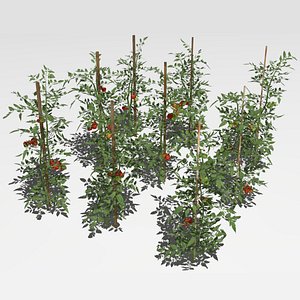 3D model Tomato plantation