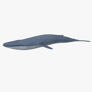 Blue Whale