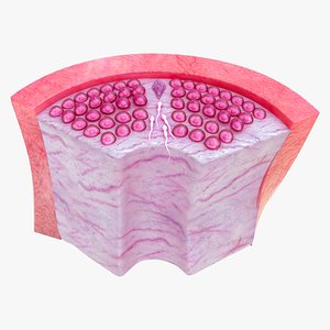 3D Seminiferous Tubules