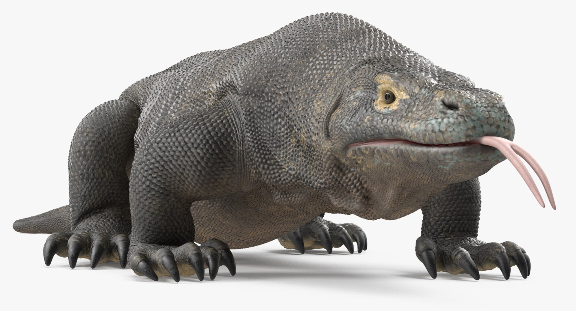 Komodo Dragon Rigged for Maya 3D Model 3D model preview