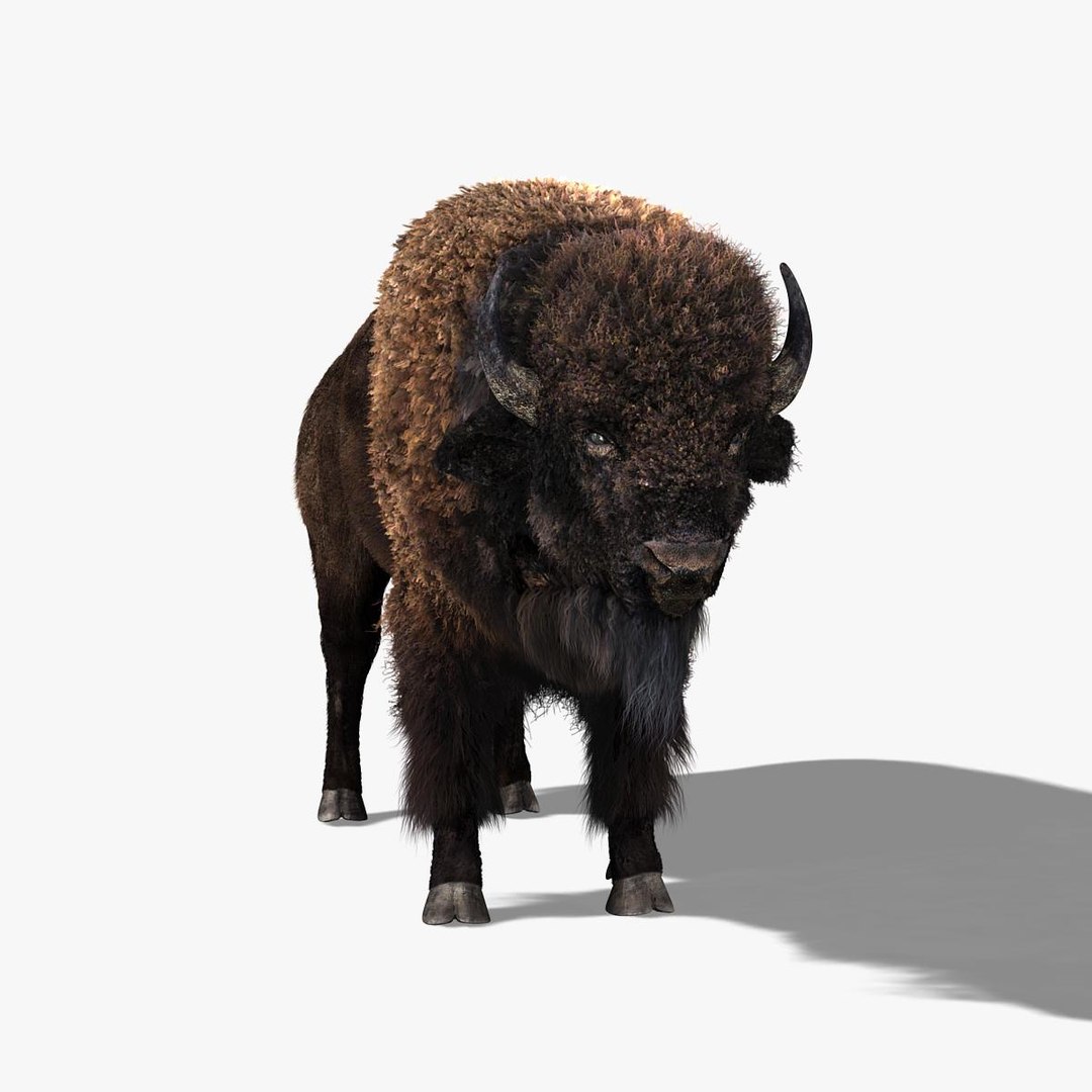 Bison Fur 3d Model