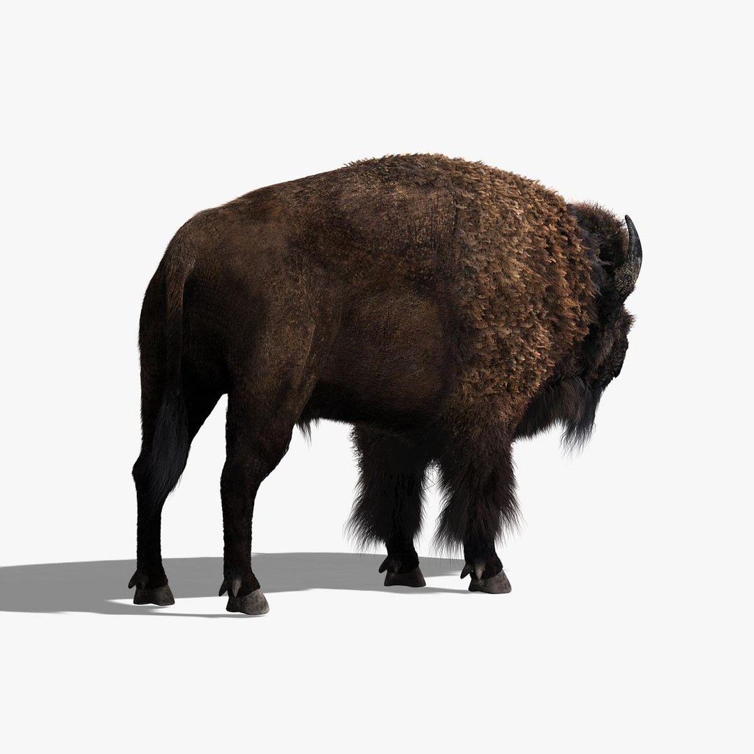 Bison Fur 3d Model