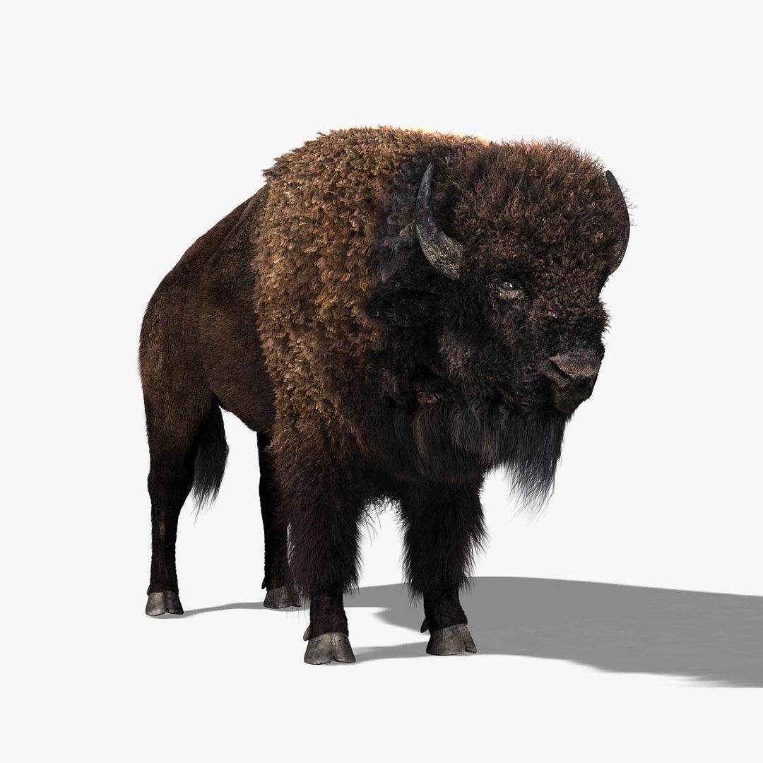 Bison Fur 3d Model