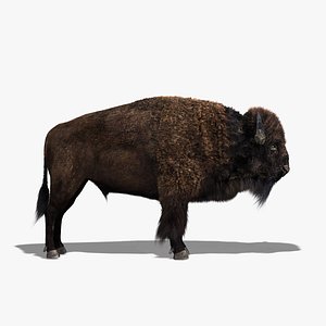 bison fur 3d model