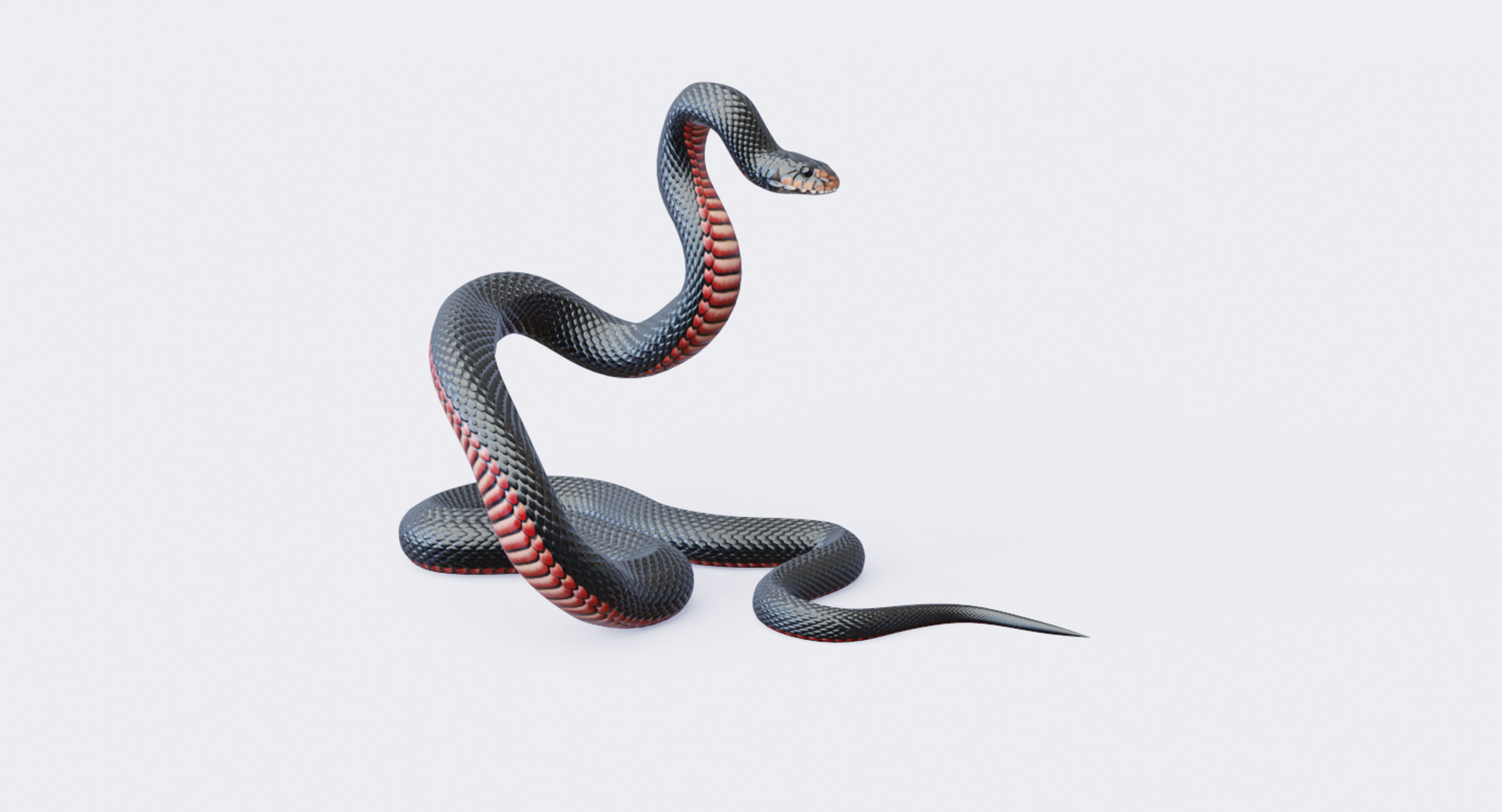 Red Bellied Black Snake 3D Model on Vimeo