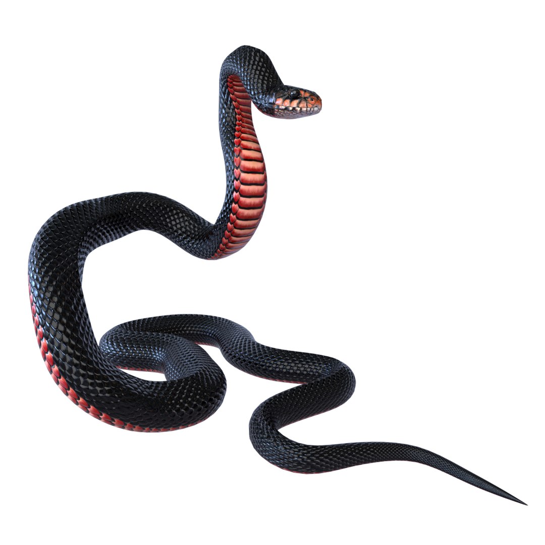 Red Bellied Black Snake 3D Model on Vimeo