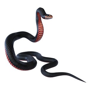 Animated Red Bellied Black Snake