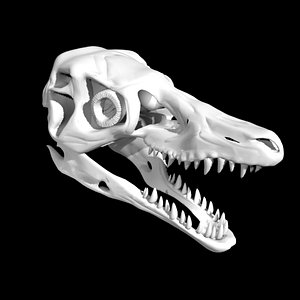 Velociraptor skull 3D model