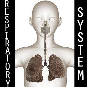 Respiratory System