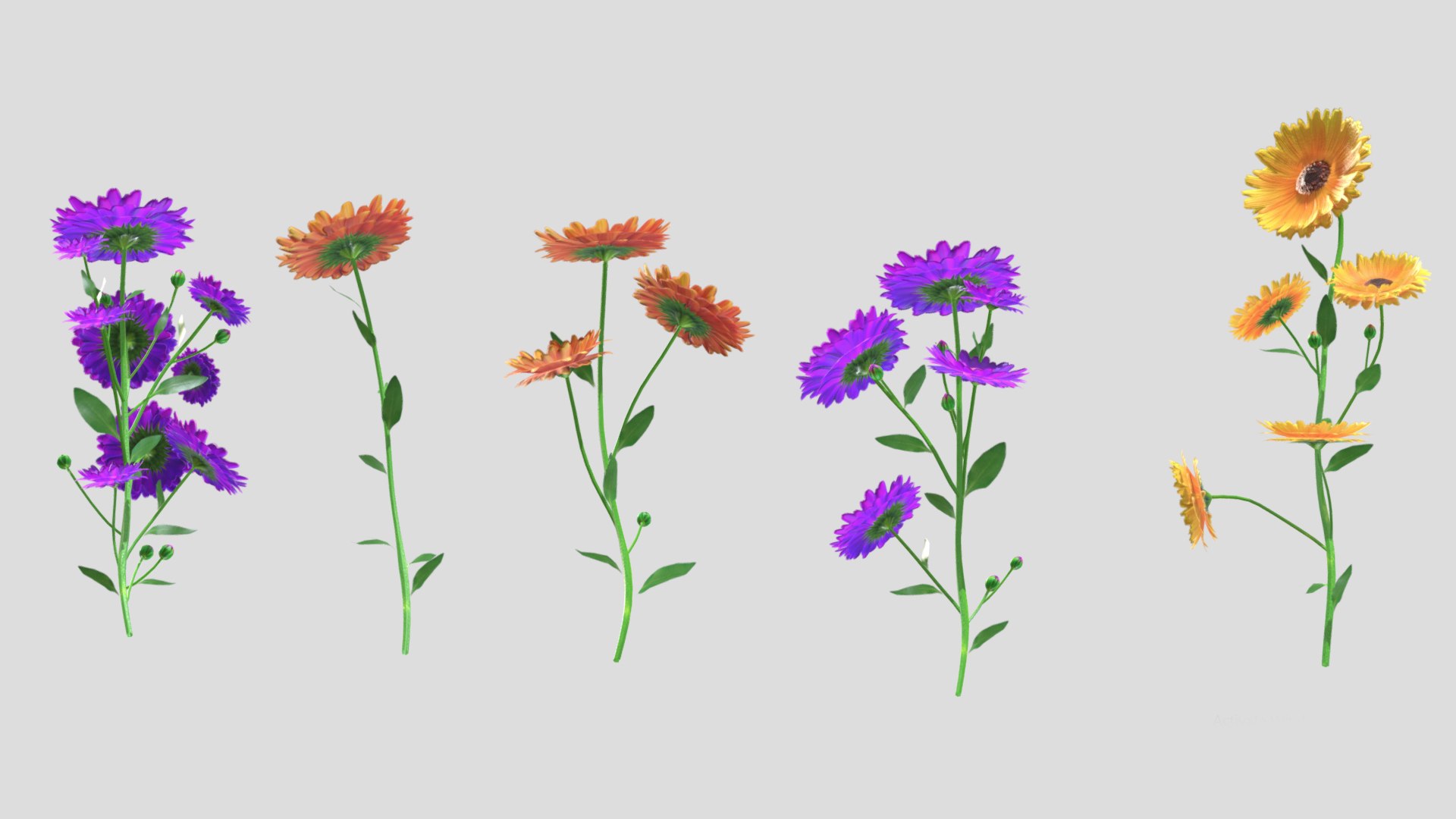 Calendula flower Low Poly 3D model https://p.turbosquid.com/ts-thumb/t5/JBsr6o/XC/calendulaflowerlowpoly007/jpg/1733128630/1920x1080/fit_q87/eafe3c801f78f5536282ff207c26df8d576b7831/calendulaflowerlowpoly007.jpg