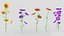 Fleur de calendula Low Poly