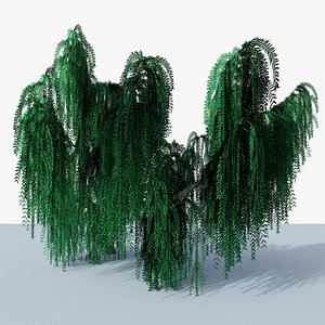 3D Weeping Willow v5
