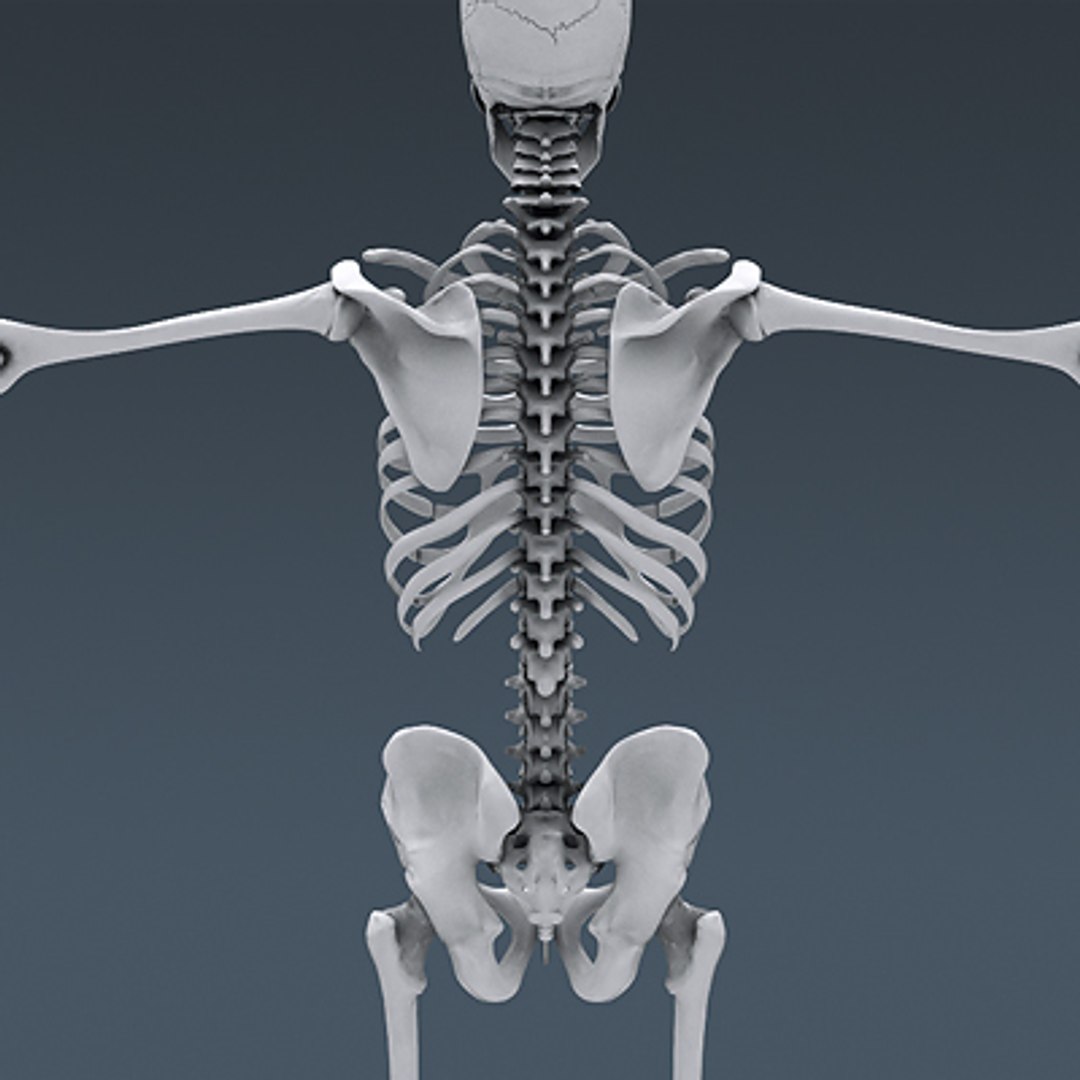 3d model of anatomically human male body skeleton