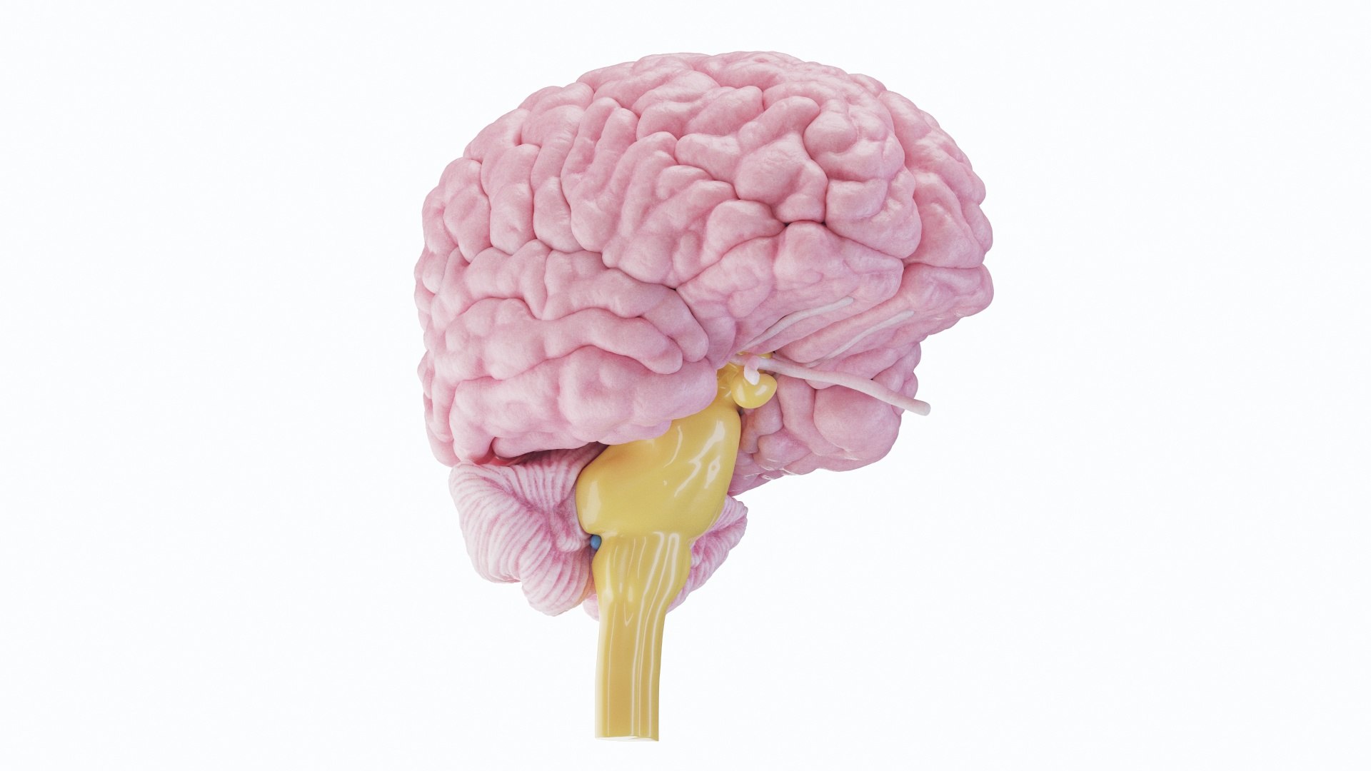 3D Human Brain - TurboSquid 2185248