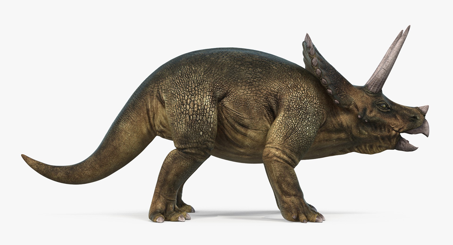 Triceratops Rigged Max