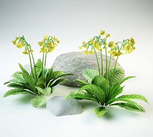 3D primula veris cowslip