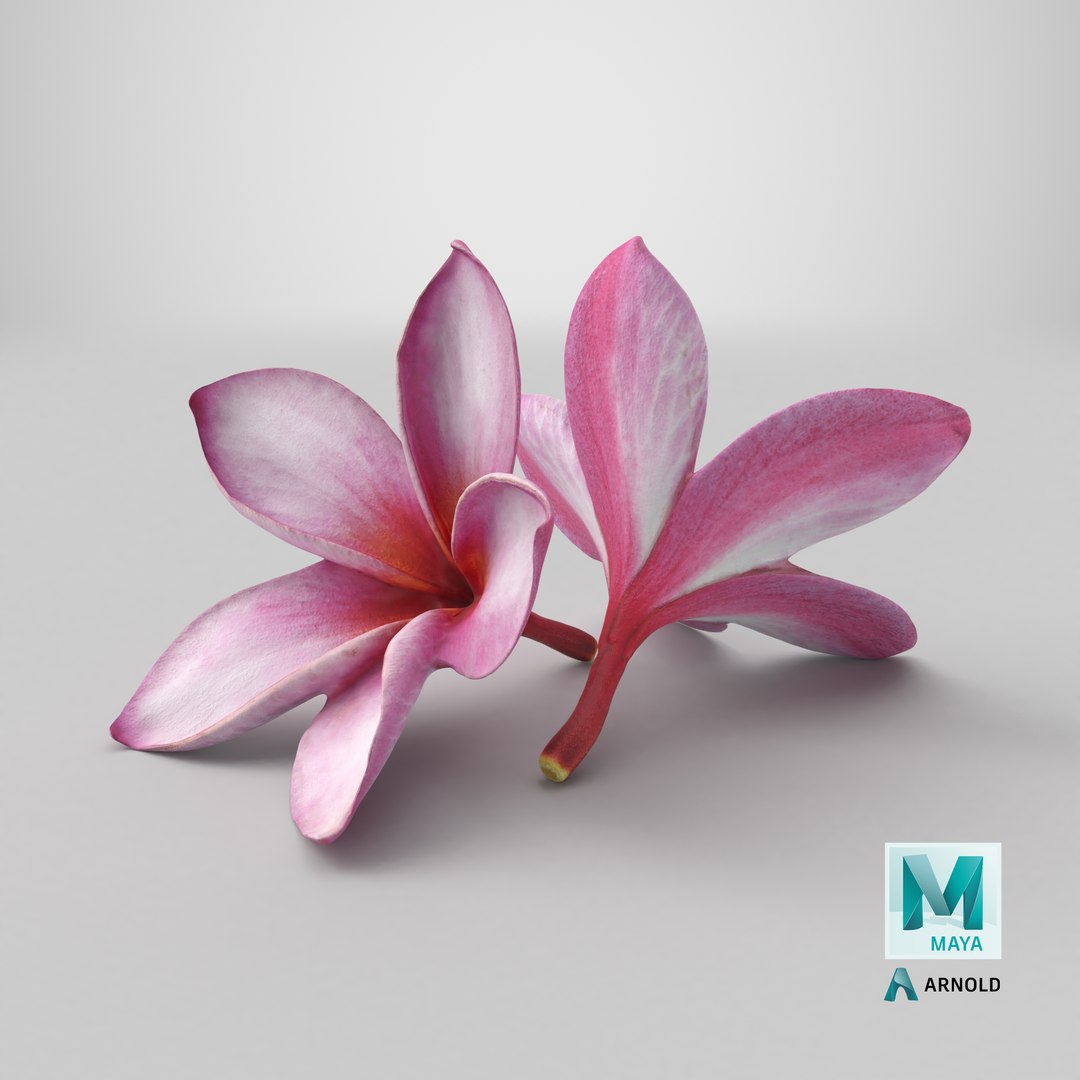Two Pink Plumeria 3D model https://p.turbosquid.com/ts-thumb/t5/kPAC4s/6P/stemcell_maya_arnold_render/png/1739463980/1920x1080/fit_q87/9157c0988febe80da0e7089e4a81b1e55d2da2b2/stemcell_maya_arnold_render.jpg