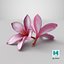 Two Pink Plumeria