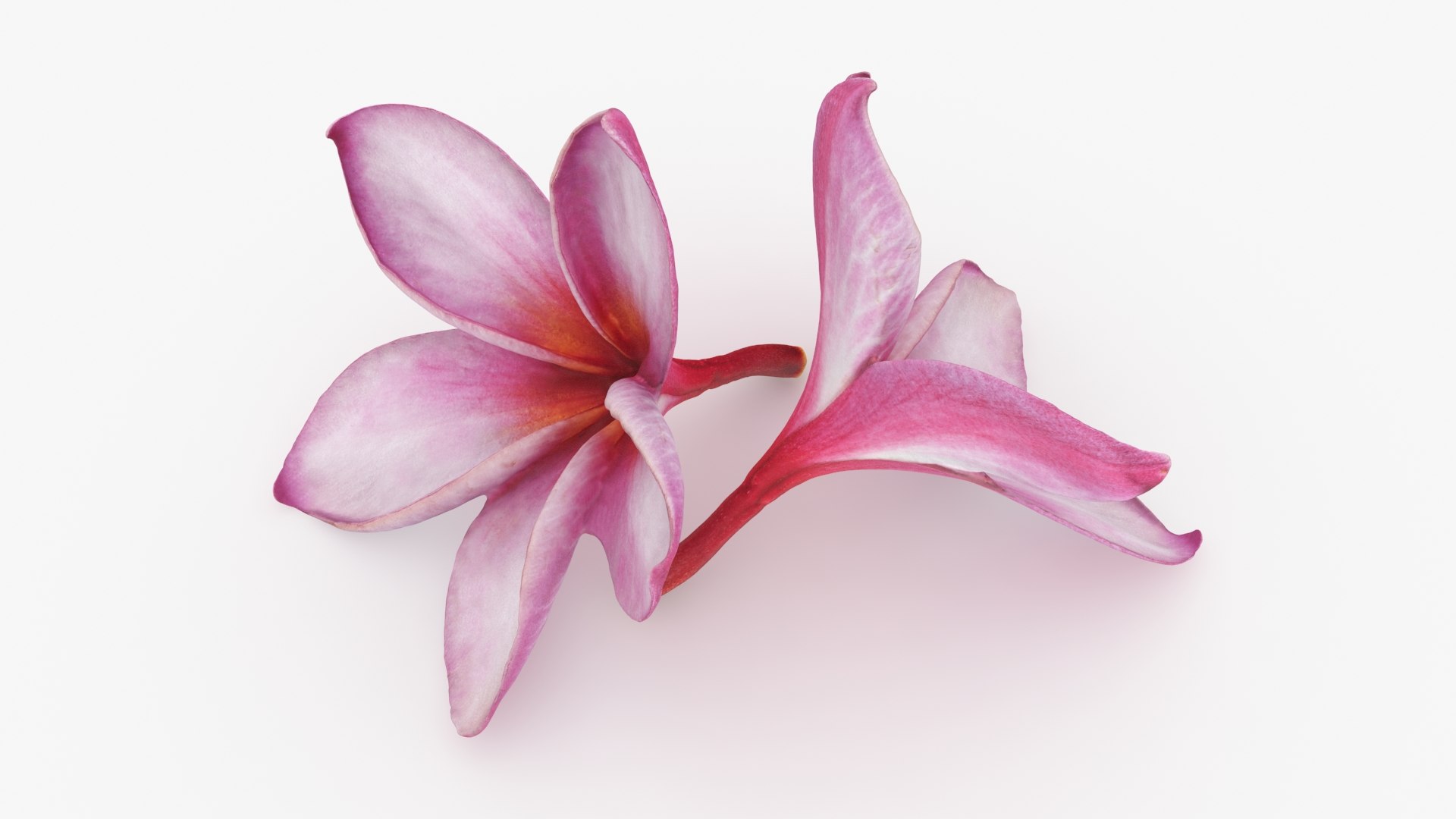 Two Pink Plumeria 3D model https://p.turbosquid.com/ts-thumb/t5/kPAC4s/7E/plumeriapink_b0010/jpg/1732605745/1920x1080/fit_q87/26461d865cb453b40386b8503eda12feb64371a4/plumeriapink_b0010.jpg