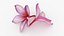 Two Pink Plumeria
