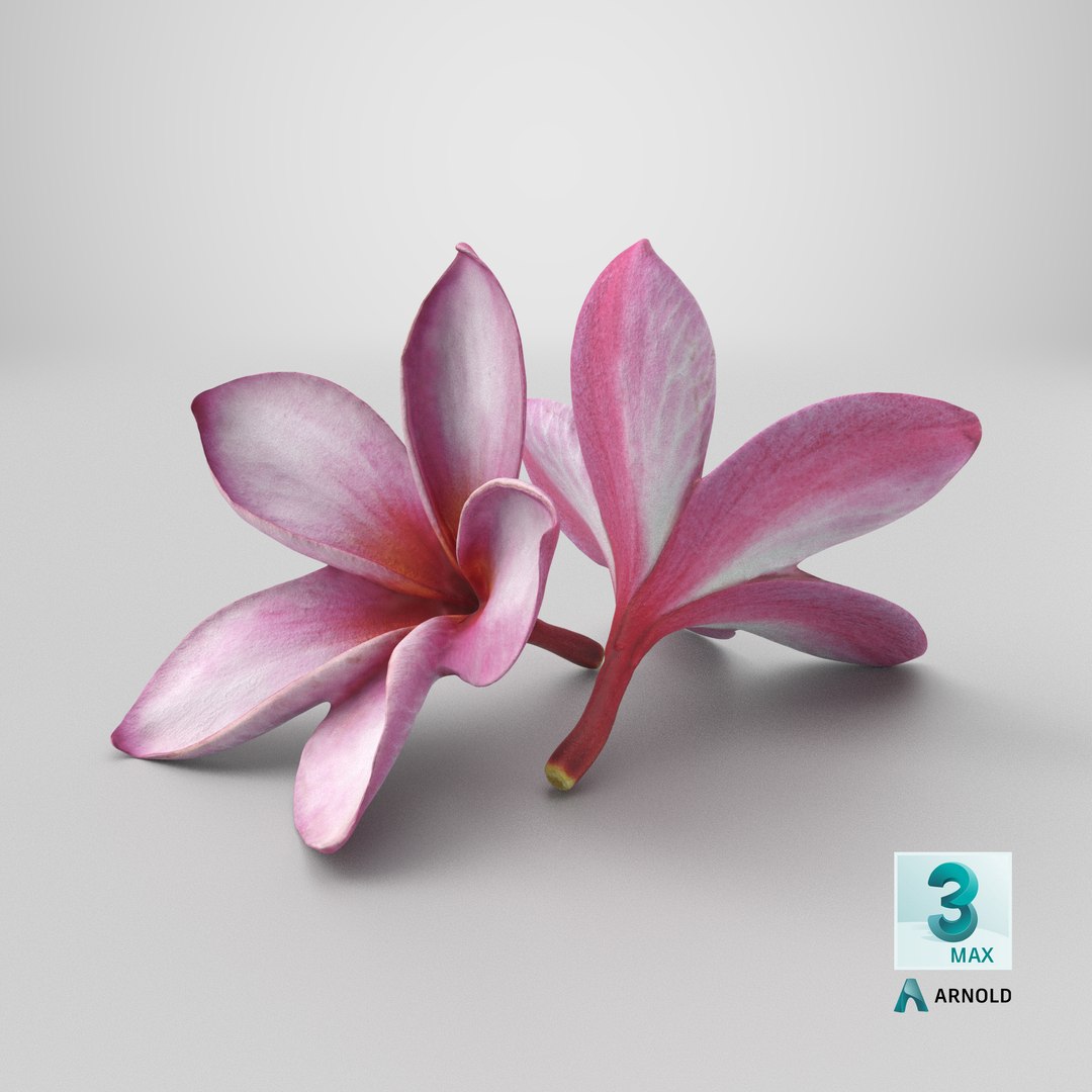 Two Pink Plumeria 3D model https://p.turbosquid.com/ts-thumb/t5/kPAC4s/97/stemcell_max_arnold_render/png/1739463990/1920x1080/fit_q87/419e087ae5b4926cf49eda5148fa0bfd332b9e49/stemcell_max_arnold_render.jpg