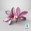 Two Pink Plumeria