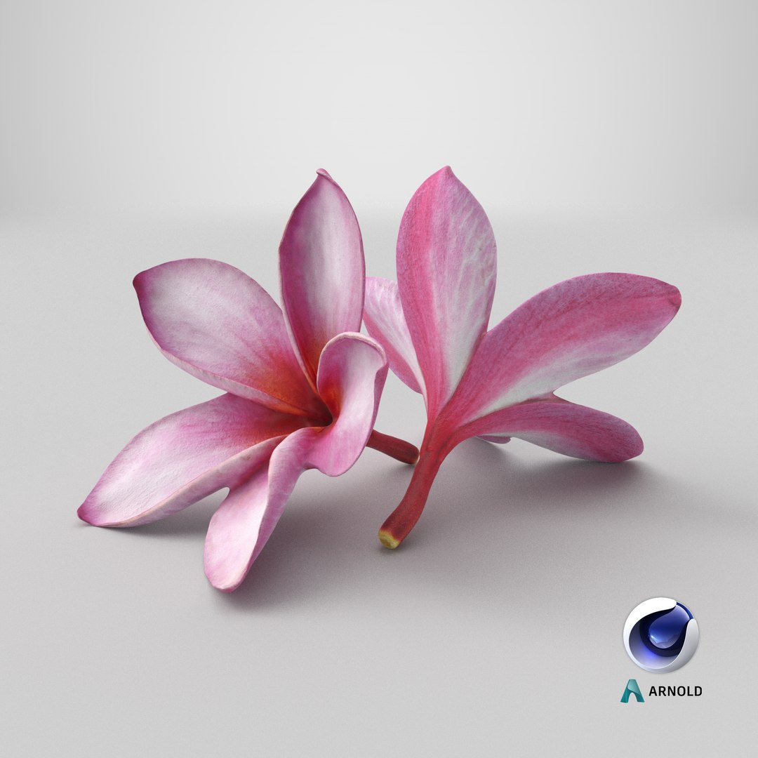 Two Pink Plumeria 3D model https://p.turbosquid.com/ts-thumb/t5/kPAC4s/Ax/stemcell_cinema_4d_arnold_render/png/1739463984/1920x1080/fit_q87/cd7be2d7298bf5198fbf33f74c6de7b3ce4062cc/stemcell_cinema_4d_arnold_render.jpg