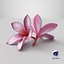 Two Pink Plumeria