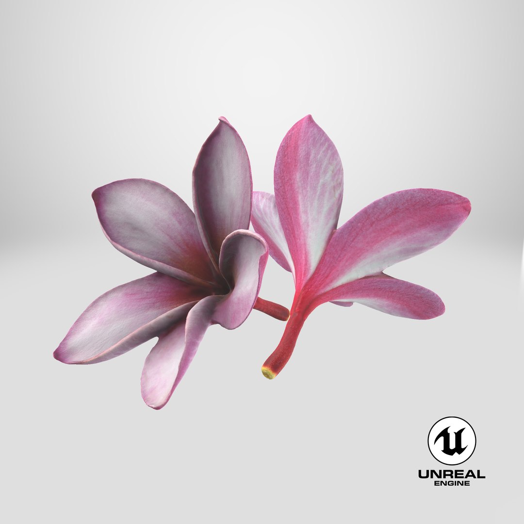 Two Pink Plumeria 3D model https://p.turbosquid.com/ts-thumb/t5/kPAC4s/BS/stemcell_unreal_render/png/1739463992/1920x1080/fit_q87/0a088072c39b45f909cddba862a0e9293202e583/stemcell_unreal_render.jpg