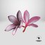 Two Pink Plumeria