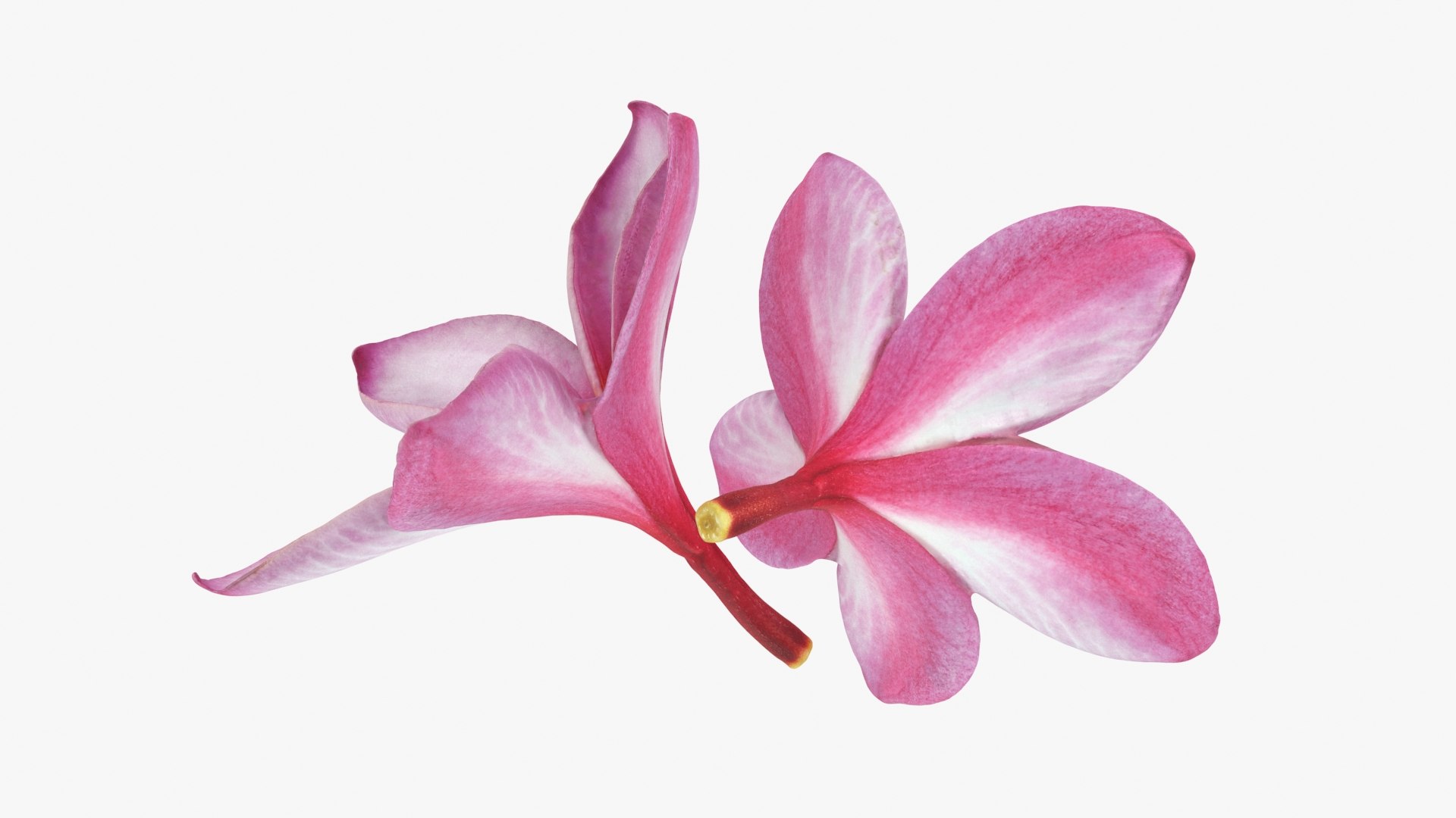 Two Pink Plumeria 3D model https://p.turbosquid.com/ts-thumb/t5/kPAC4s/Ec/plumeriapink_b0018/jpg/1732605751/1920x1080/fit_q87/f5758f9dfe81c59dc9f8ebc1ed219040713fc6a4/plumeriapink_b0018.jpg