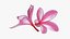 Two Pink Plumeria