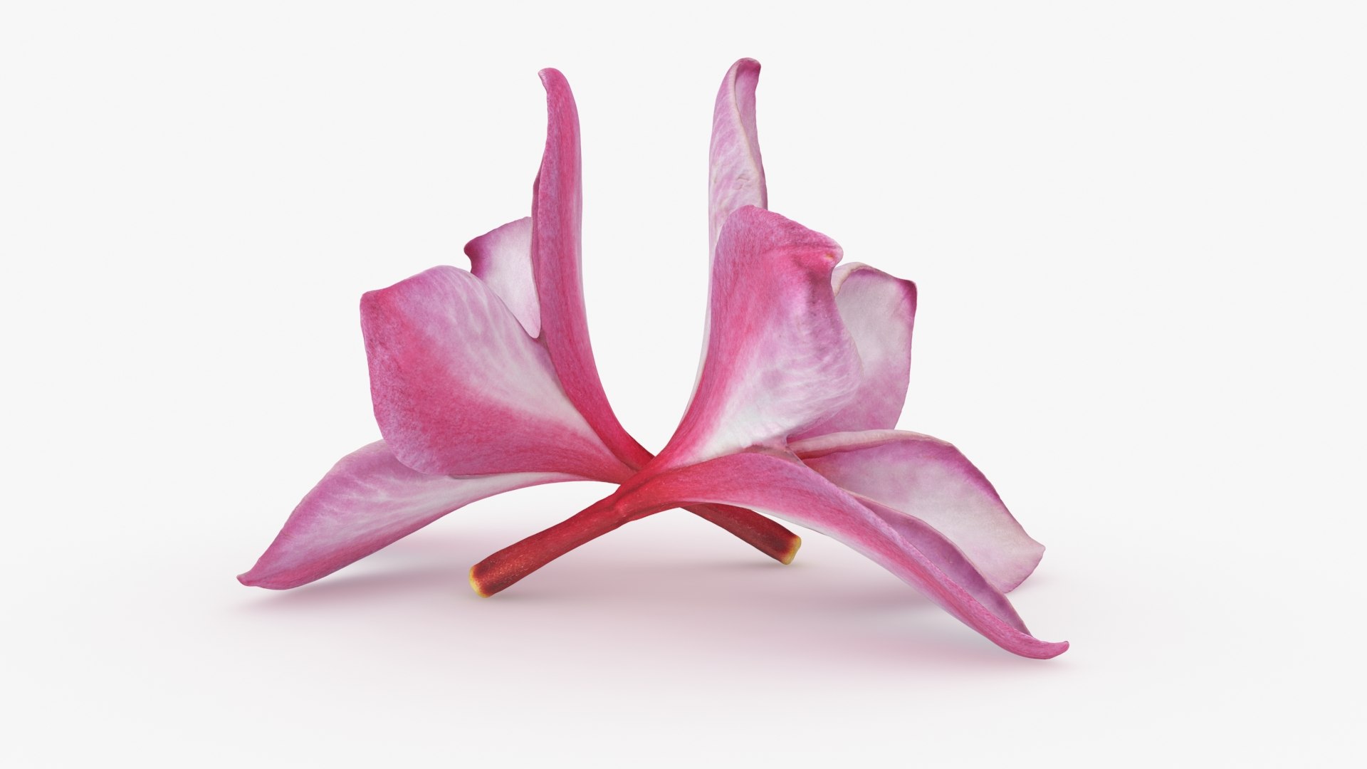 Two Pink Plumeria 3D model https://p.turbosquid.com/ts-thumb/t5/kPAC4s/Et/plumeriapink_b0008/jpg/1732605745/1920x1080/fit_q87/37ebd0a4462331a3cb7ccca465cabe9307f7a701/plumeriapink_b0008.jpg