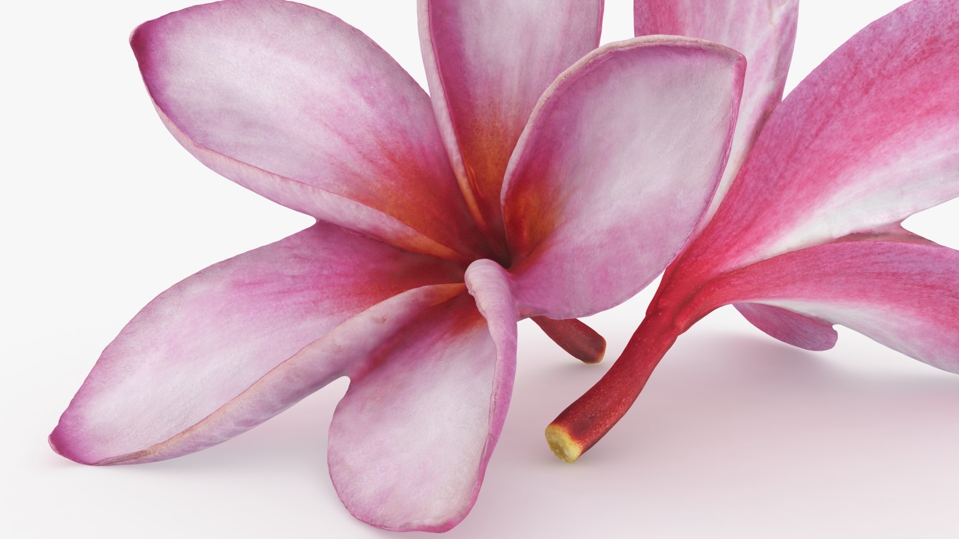 Two Pink Plumeria 3D model https://p.turbosquid.com/ts-thumb/t5/kPAC4s/Eu/plumeriapink_b0014/jpg/1732605749/1920x1080/fit_q87/958160008f1183f61cb91a5b9131b22d2cc066a4/plumeriapink_b0014.jpg