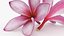 Two Pink Plumeria