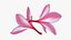 Two Pink Plumeria