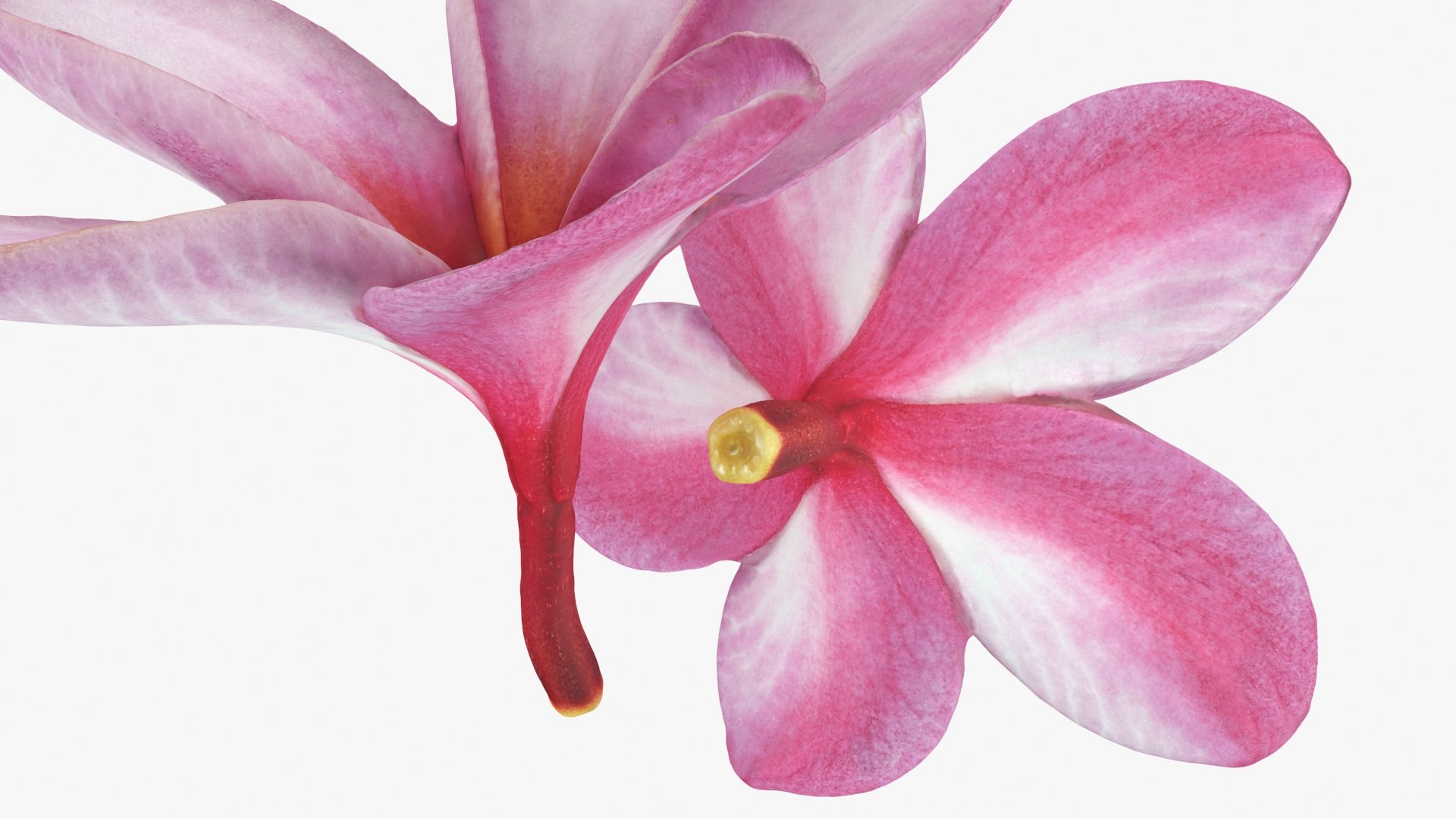 Two Pink Plumeria 3D model https://p.turbosquid.com/ts-thumb/t5/kPAC4s/J9/plumeriapink_b0022/jpg/1732605752/1920x1080/fit_q87/014580ef92ad26d500c3b0d7894b3b13d10a7d1b/plumeriapink_b0022.jpg