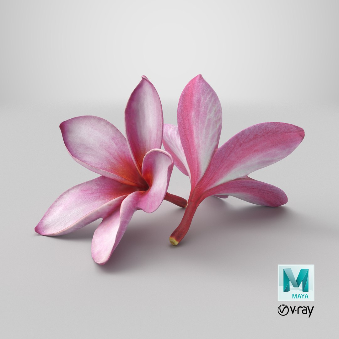 Two Pink Plumeria 3D model https://p.turbosquid.com/ts-thumb/t5/kPAC4s/LE/stemcell_maya_vray_render/png/1739463982/1920x1080/fit_q87/c90e0e062e179410f33602de83bb59118471e47f/stemcell_maya_vray_render.jpg