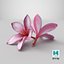 Two Pink Plumeria