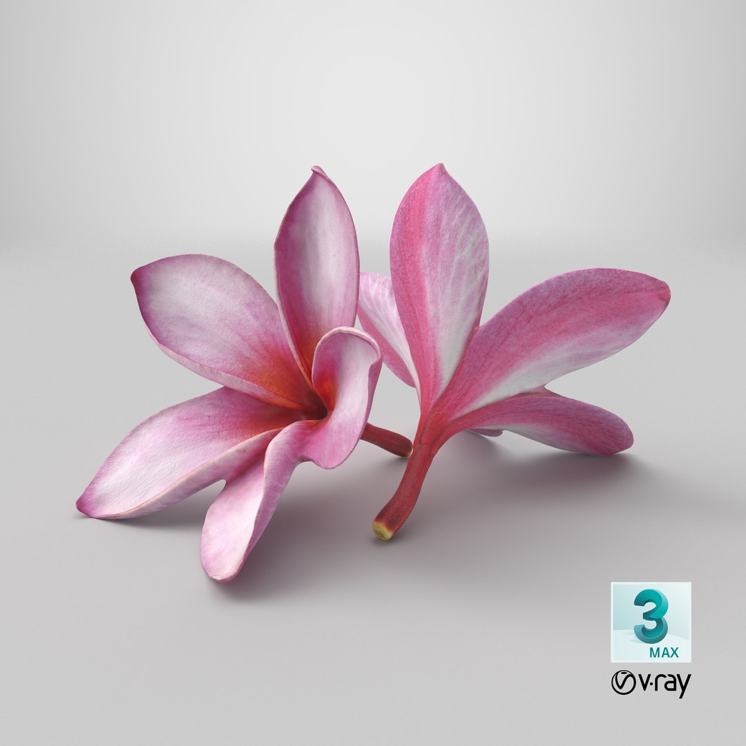 Two Pink Plumeria 3D model https://p.turbosquid.com/ts-thumb/t5/kPAC4s/NL/stemcell_max_vray_render/png/1739463988/1920x1080/fit_q87/70882db18af0d737760178e3af2fe6366eb8b696/stemcell_max_vray_render.jpg